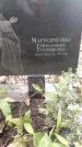 Захоронение ID 1279562