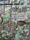 Захоронение ID 1264904