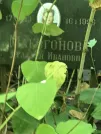 Захоронение ID 1257552