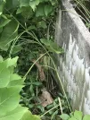 Захоронение ID 1259744