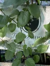 Захоронение ID 1264136