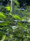 Захоронение ID 1264779