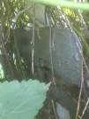 Захоронение ID 1265510