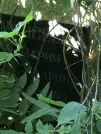 Захоронение ID 1266708