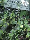 Захоронение ID 1266756