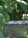 Захоронение ID 1267397