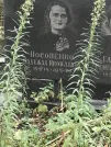 Захоронение ID 1268297