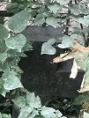 Захоронение ID 1268313