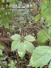 Захоронение ID 1268418