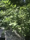 Захоронение ID 1258104