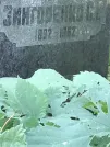 Захоронение ID 1258217