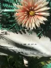 Захоронение ID 1270439