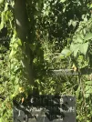 Захоронение ID 1271356