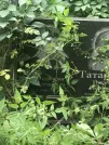 Захоронение ID 1271769