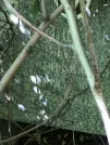 Захоронение ID 1271980