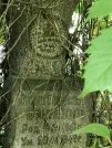 Захоронение ID 1271982
