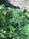 Захоронение ID 1272001