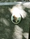 Захоронение ID 1272027