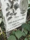 Захоронение ID 1272565