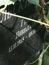 Захоронение ID 1272586