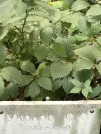 Захоронение ID 1273496