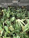 Захоронение ID 1273897