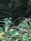 Захоронение ID 1274847