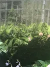 Захоронение ID 1275559