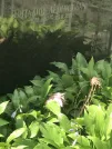 Захоронение ID 1275565