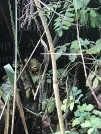 Захоронение ID 1275616