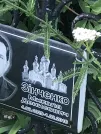 Захоронение ID 1259114