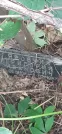 Захоронение ID 1279768