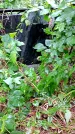 Захоронение ID 1279845
