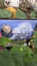 Захоронение ID 1280095