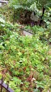 Захоронение ID 1280245