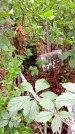 Захоронение ID 1280320