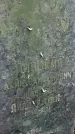 Захоронение ID 1280373
