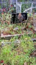 Захоронение ID 1280745
