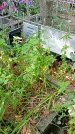 Захоронение ID 1281309