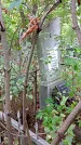 Захоронение ID 1281356