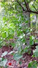 Захоронение ID 1281398