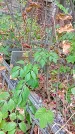 Захоронение ID 1281618