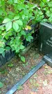 Захоронение ID 1281835