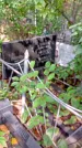 Захоронение ID 1282103