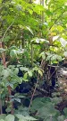 Захоронение ID 1282385