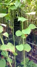 Захоронение ID 1282414