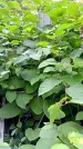 Захоронение ID 1282451