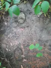 Захоронение ID 1282470