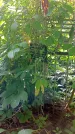 Захоронение ID 1282517
