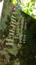 Захоронение ID 1282527